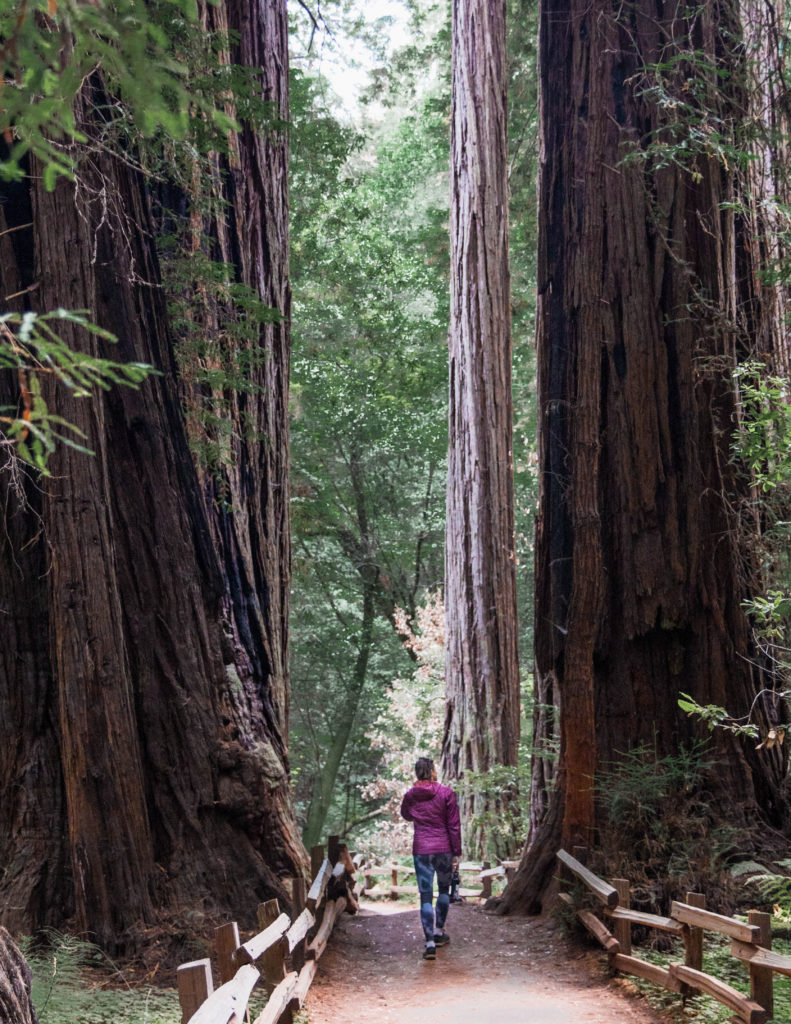 Muir Woods itinerary for San Francisco